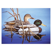 R&L Adult Large A3 Malen nach Zahlen - Blue Water Mallards