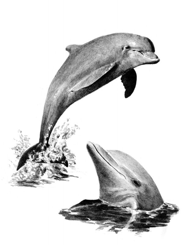 R&L Sketching Made Easy Standard - Dolphins